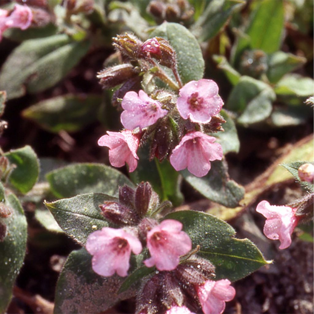 Lungenkraut Dora Bielefeld - Pulmonaria