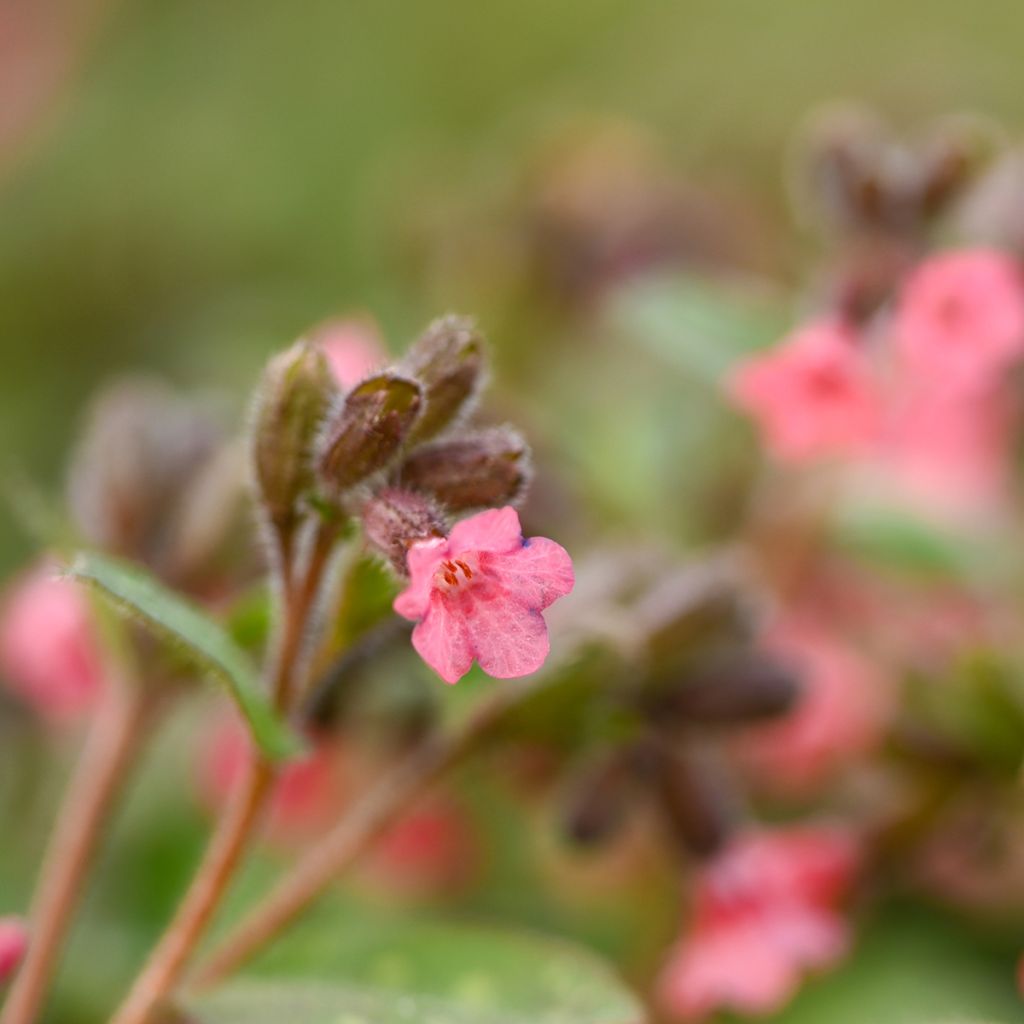 Lungenkraut Dora Bielefeld - Pulmonaria