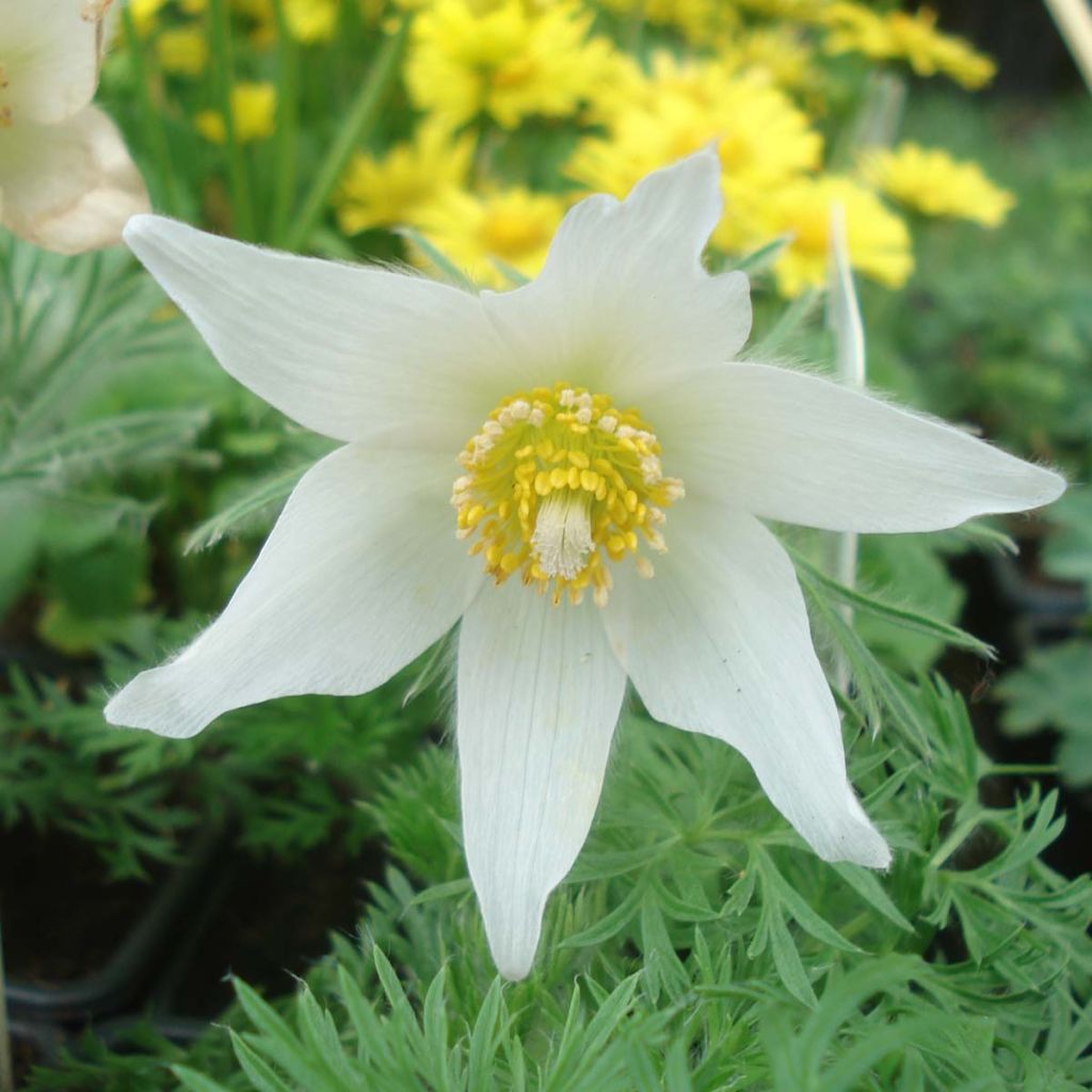 Pulsatilla vulgaris Alba - Anémone pulsatille