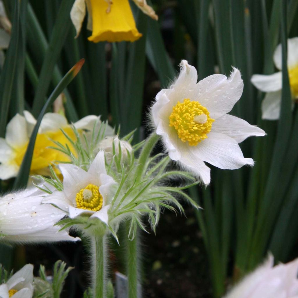 Küchenschelle Alba - Pulsatilla vulgaris