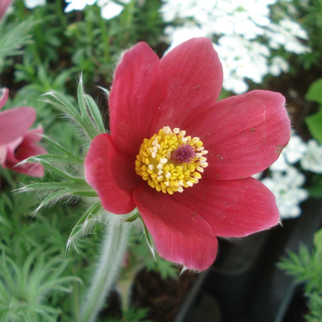 Küchenschelle Röde Klokke - Pulsatilla vulgaris