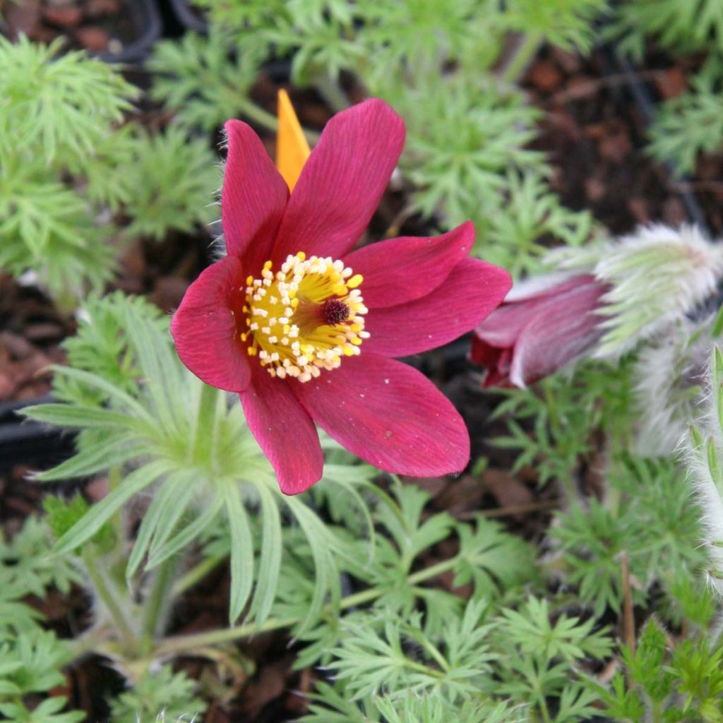 Küchenschelle Röde Klokke - Pulsatilla vulgaris