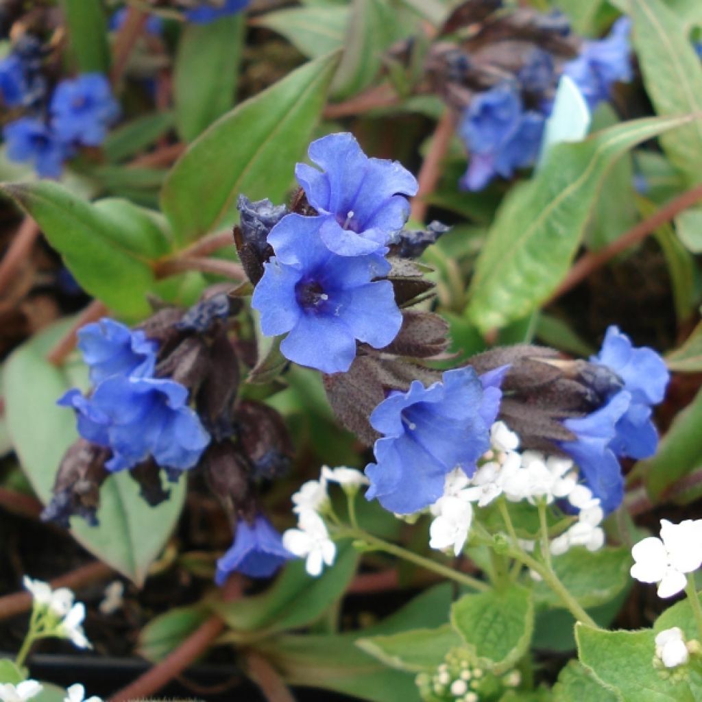 Lungenkraut Blue Ensign - Pulmonaria