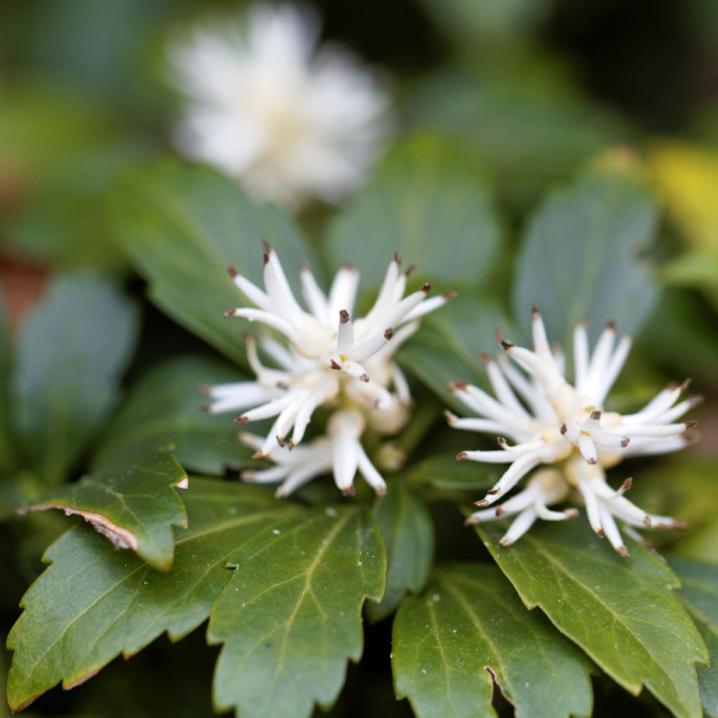 Pachysandra terminalis Green Carpet - Japanischer Ysander