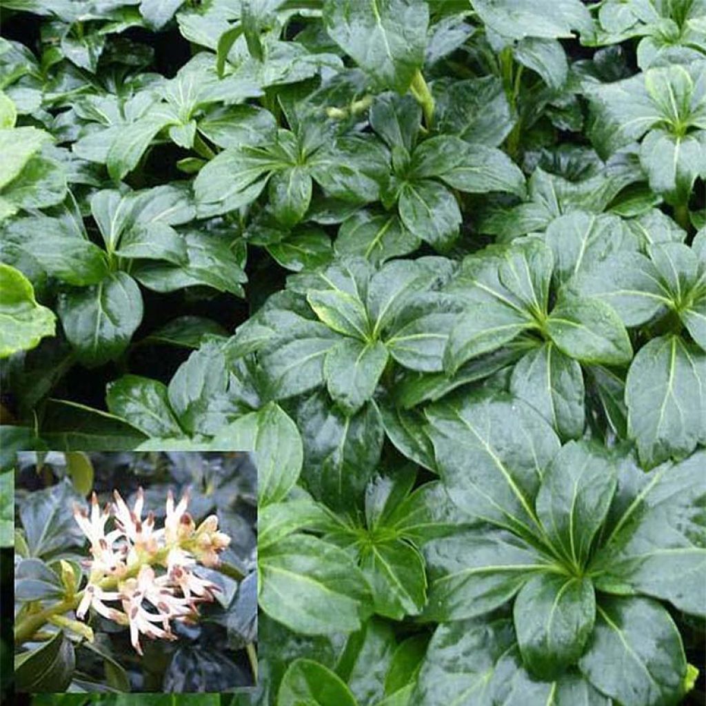 Pachysandra terminalis Green Sheen - Japanischer Ysander