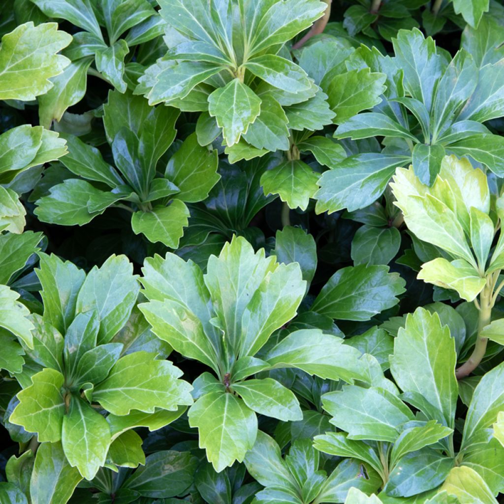 Pachysandra terminalis Green Sheen