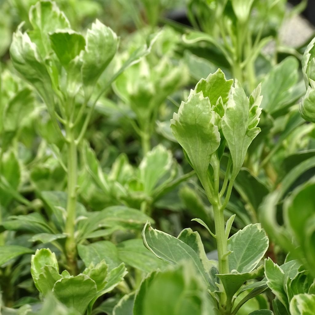 Pachysandra terminalis Variegata