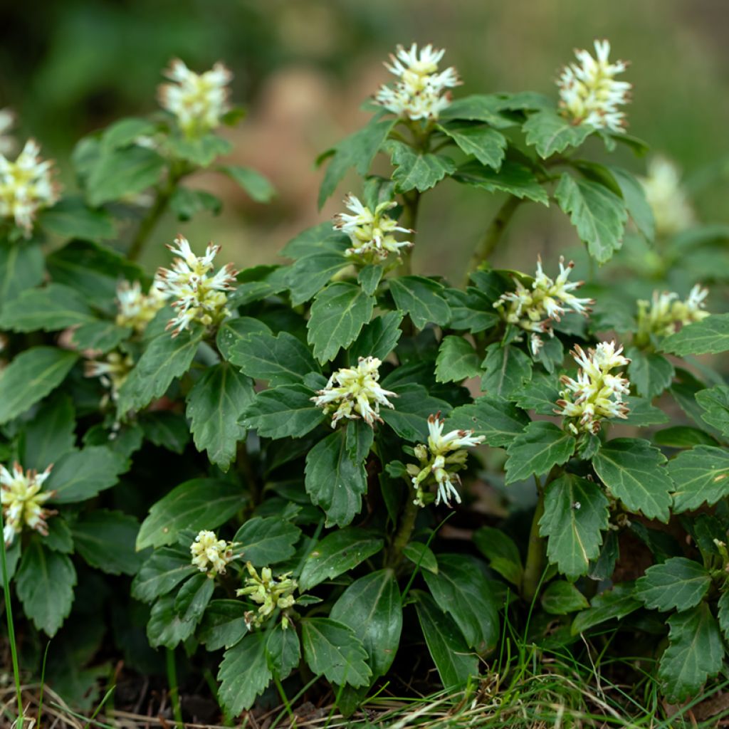 Pachysandra terminalis - Japanischer Ysander