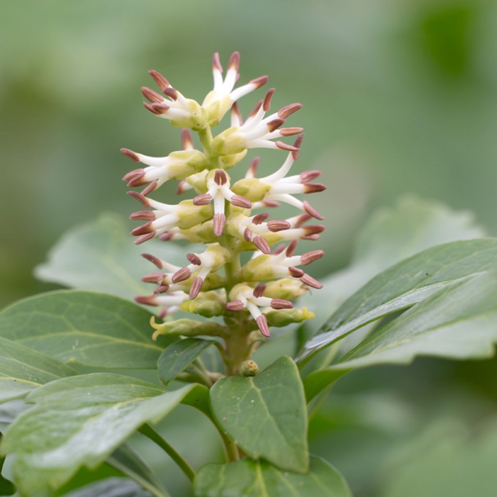 Pachysandra terminalis - Japanischer Ysander