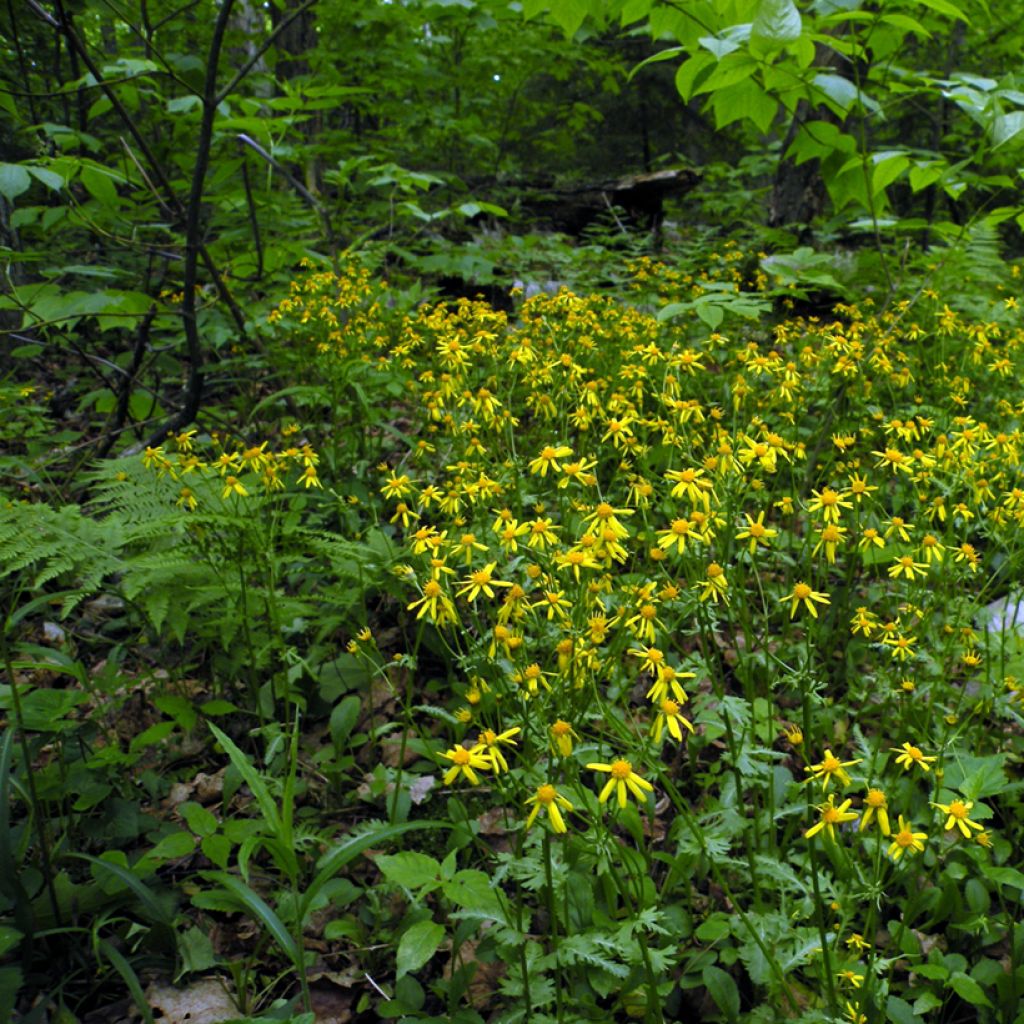 Packera aurea - Kreuzkraut