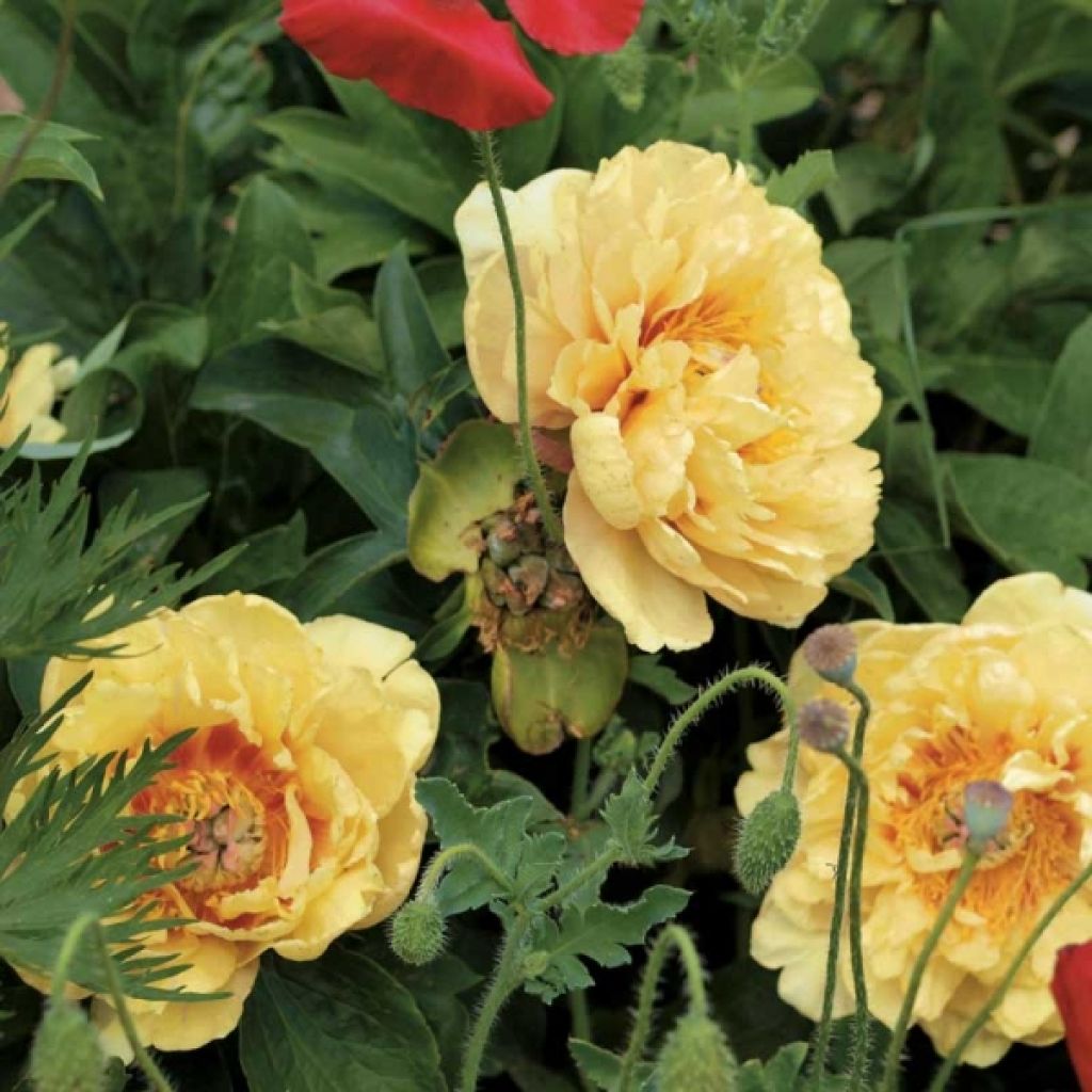 Pivoine Itoh Garden Treasure