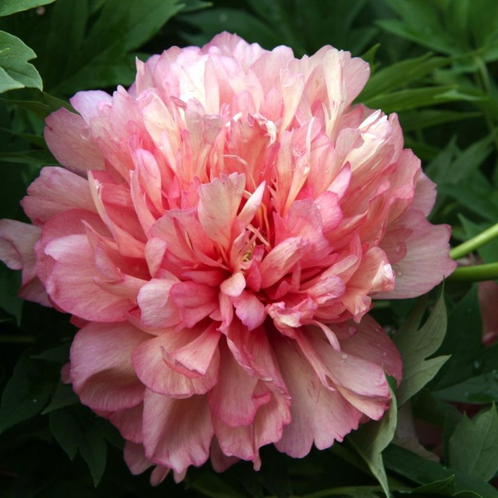 Paeonia Itoh Hillary