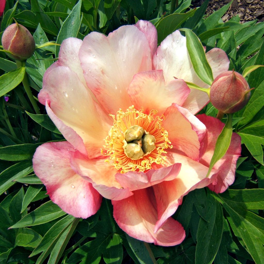 Paeonia Itoh Julia Rose