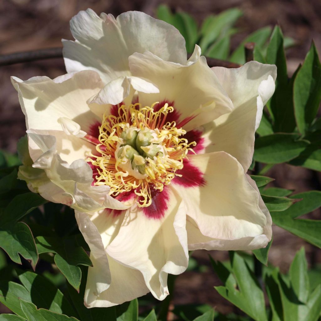 Paeonia Itoh Pastel Splendor