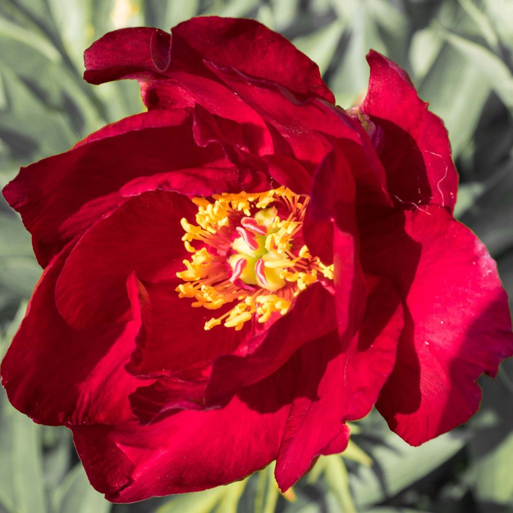 Paeonia Itoh Scarlet Heaven