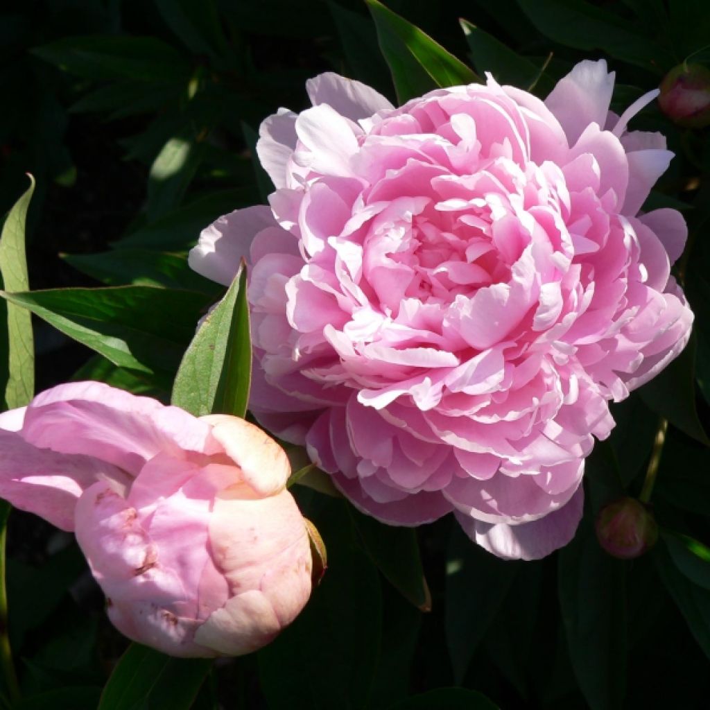 Paeonia lactiflora Sarah Bernhardt - Edel-Pfingstrosen