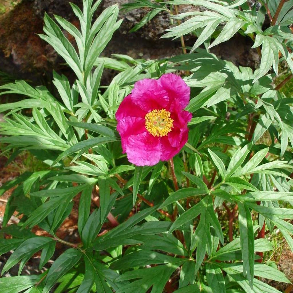 Pivoine botanique - Paeonia anomala