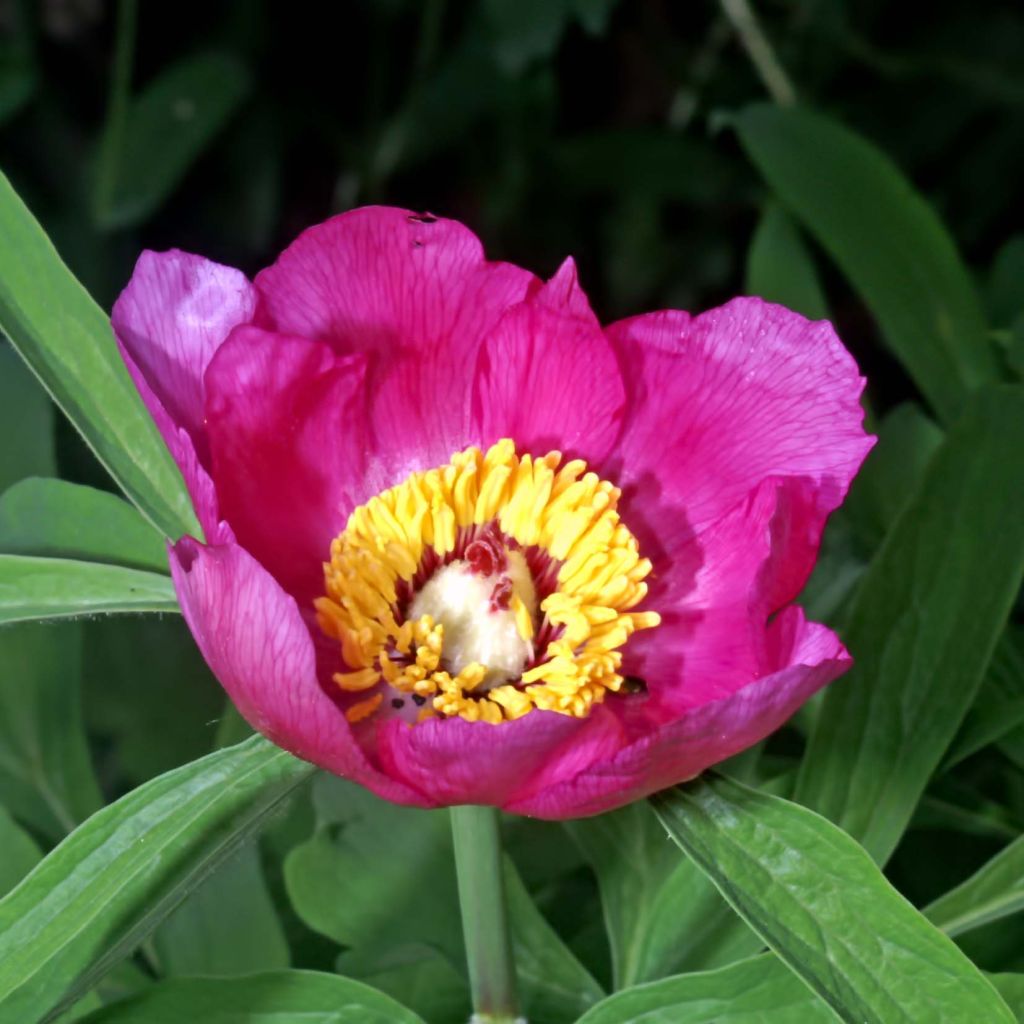 Paeonia humilis