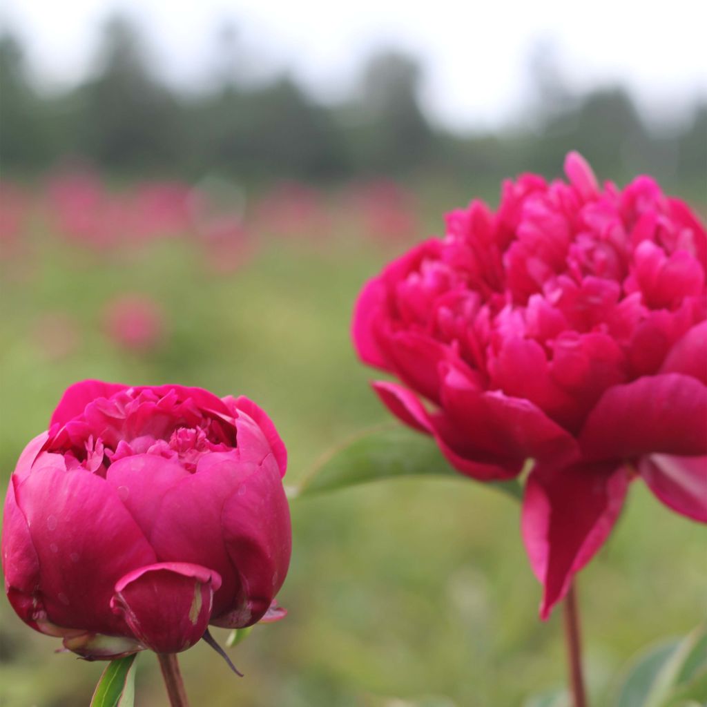 Paeonia lactiflora Adolphe Rousseau - Edel-Pfingstrosen