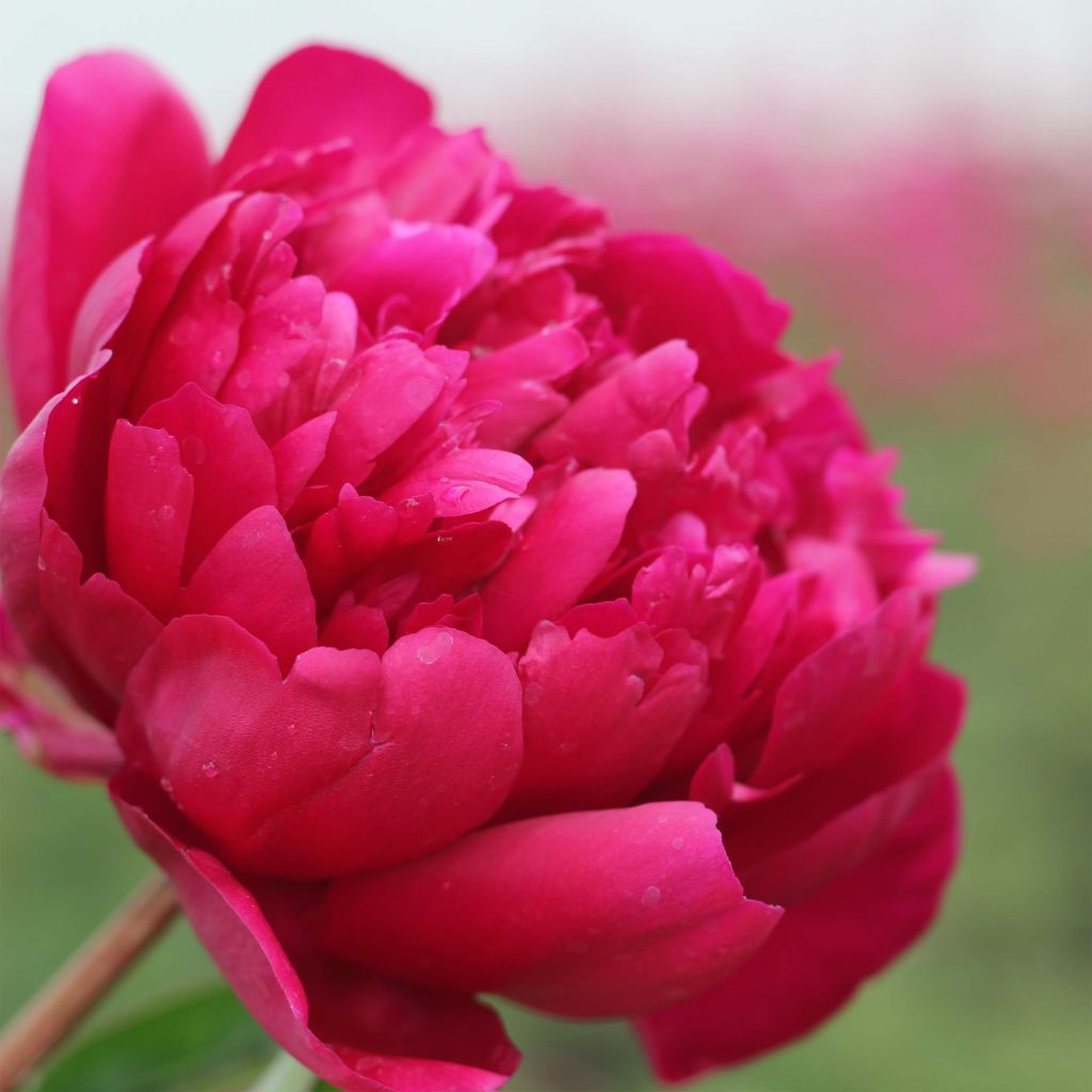 Paeonia lactiflora Adolphe Rousseau - Edel-Pfingstrosen