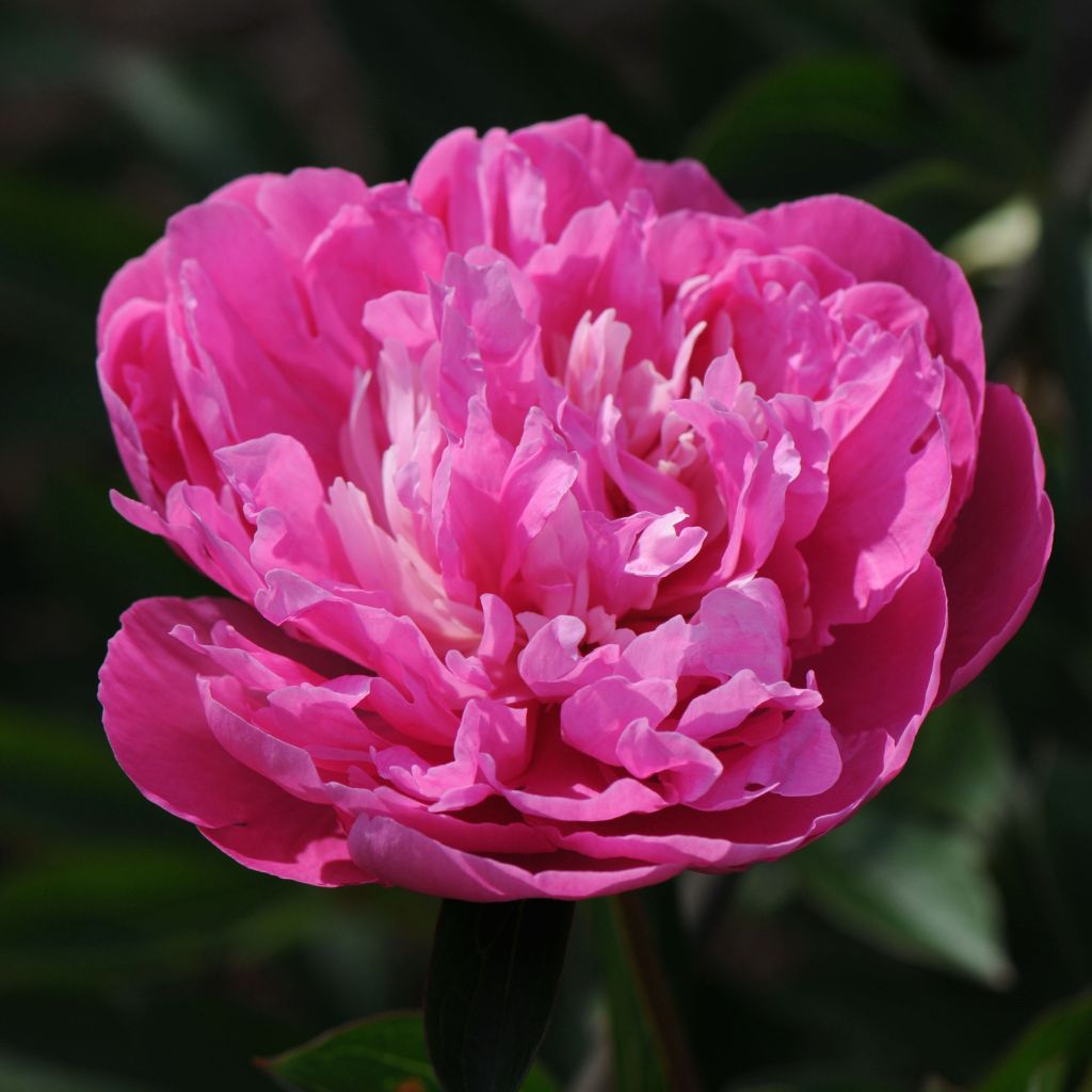 Paeonia lactiflora Amabilis - Edel-Pfingstrosen