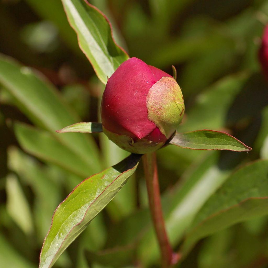 Pivoine lactiflora Big Ben