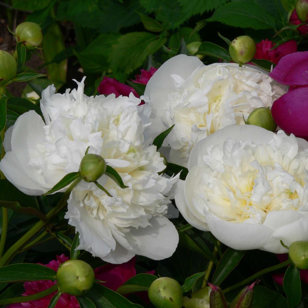 Pivoine lactiflora Duchesse de Nemours