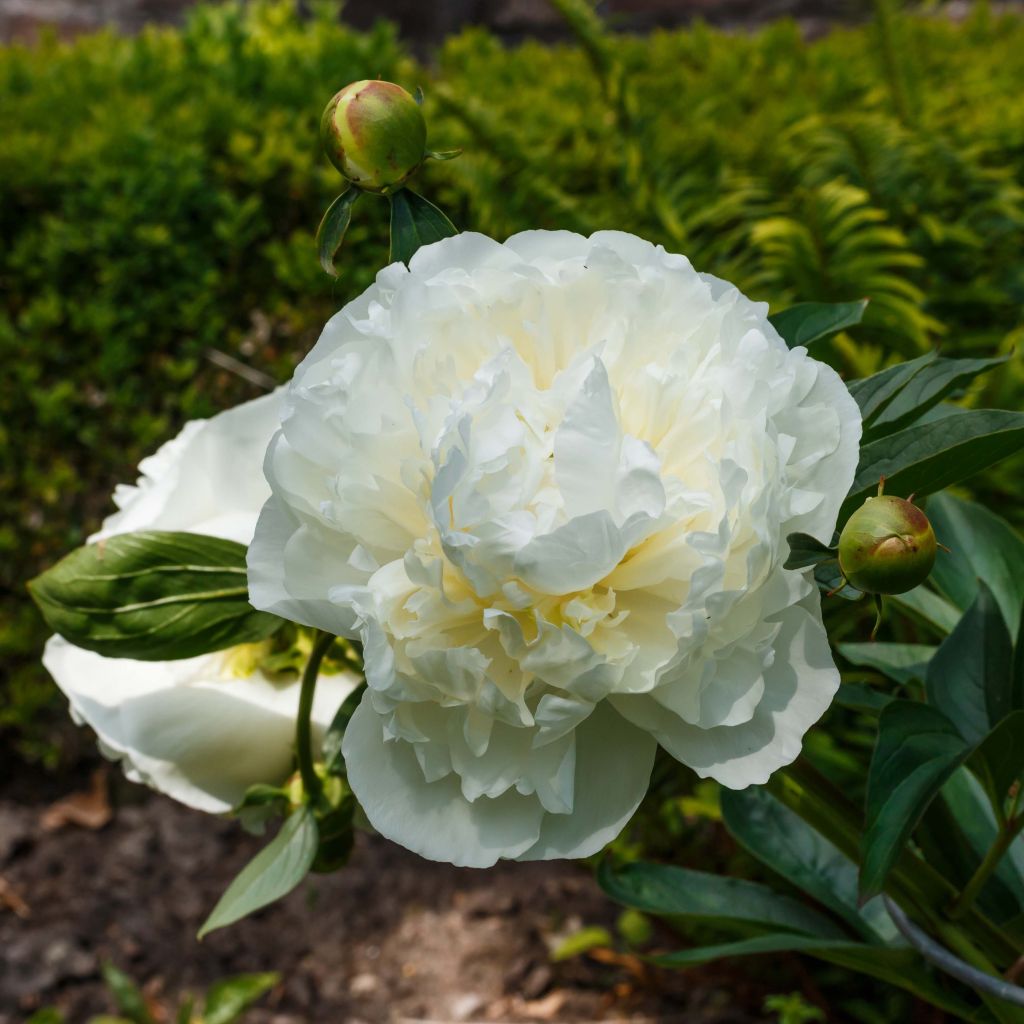 Pivoine lactiflora Duchesse de Nemours