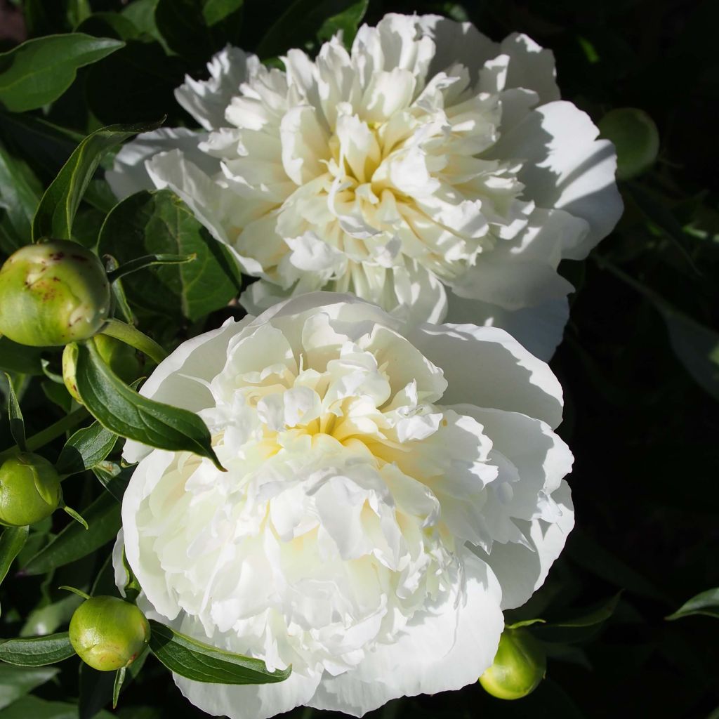 Paeonia lactiflora Duchesse de Nemours - Edel-Pfingstrosen