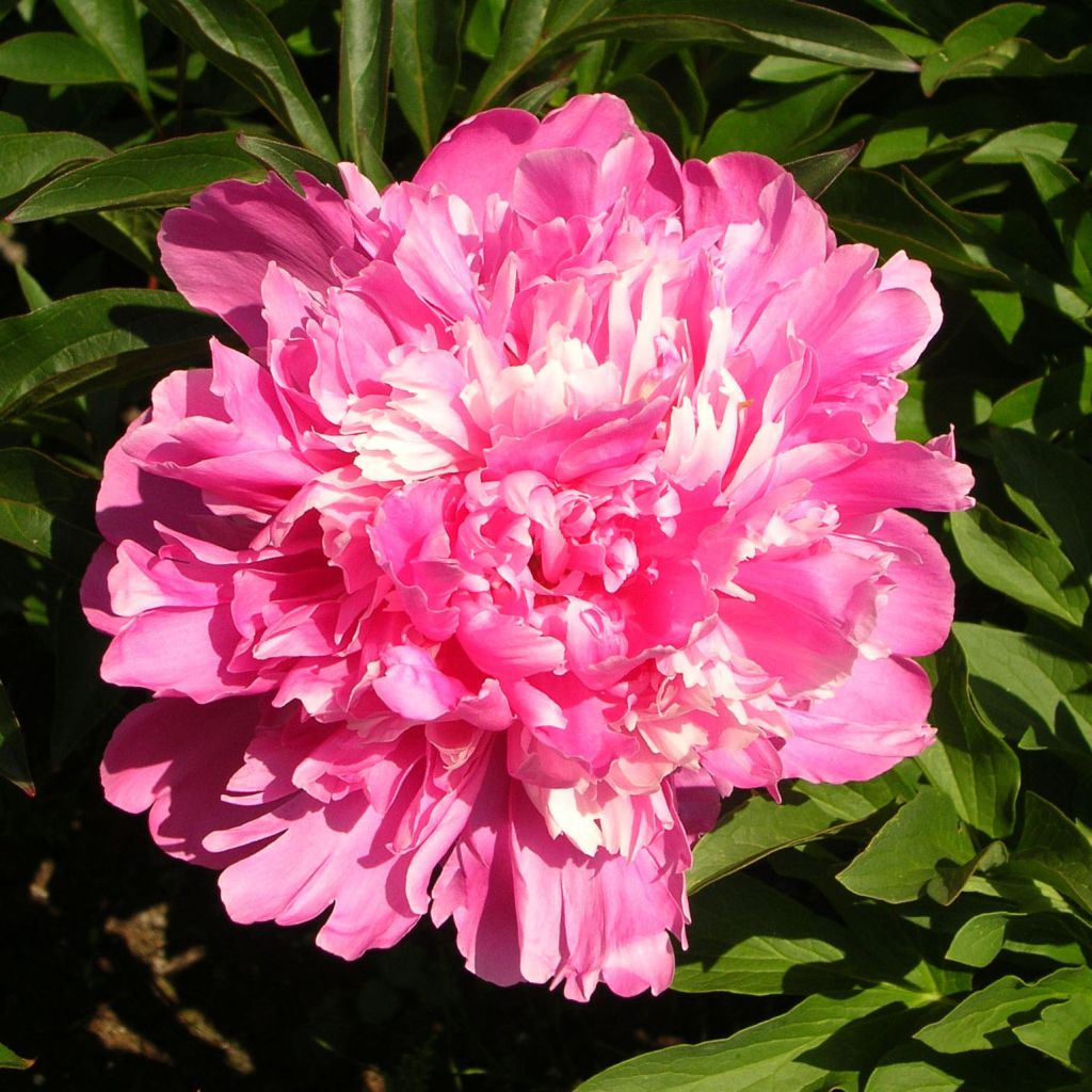 Paeonia lactiflora Edulis Superba - Edel-Pfingstrosen