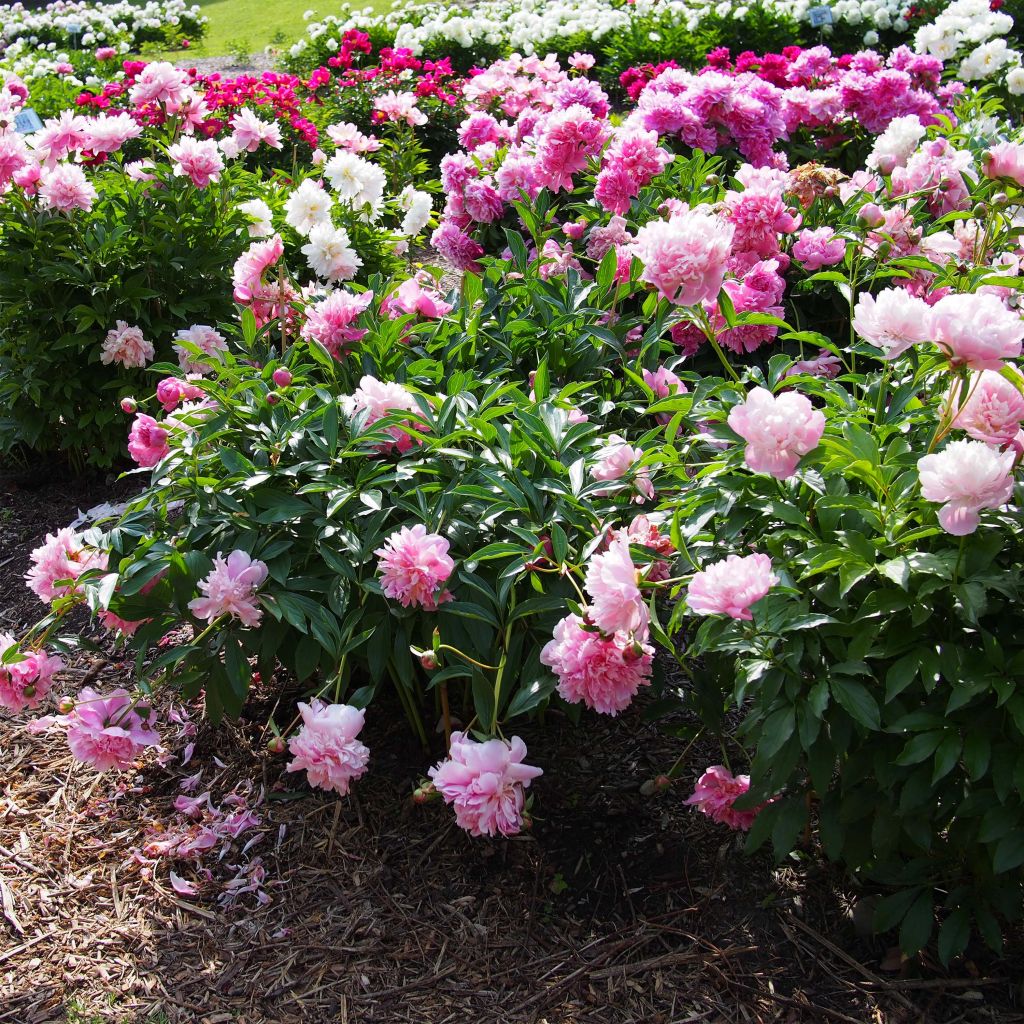 Paeonia lactiflora Edulis Superba - Edel-Pfingstrosen