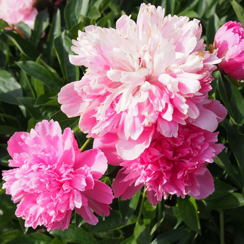 Paeonia lactiflora Edulis Superba - Edel-Pfingstrosen