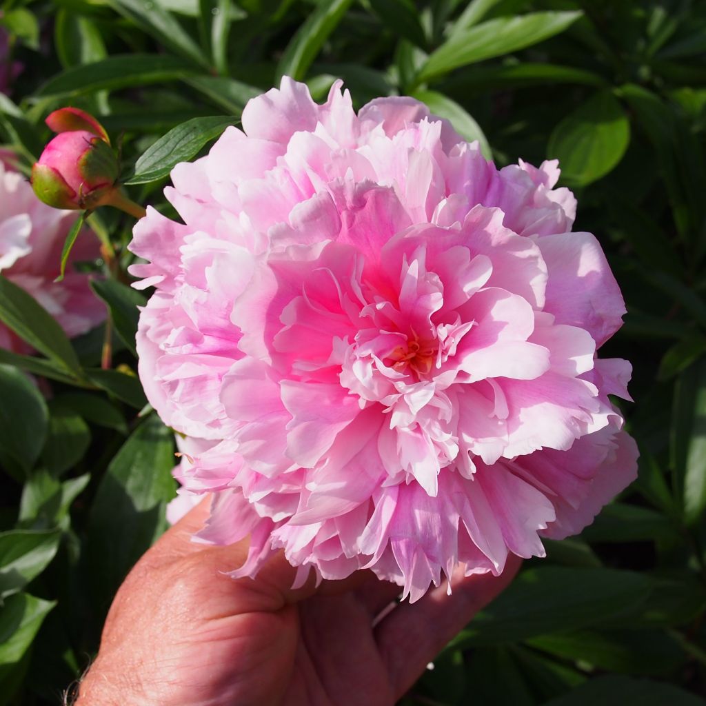 Pivoine lactiflora Edulis Superba