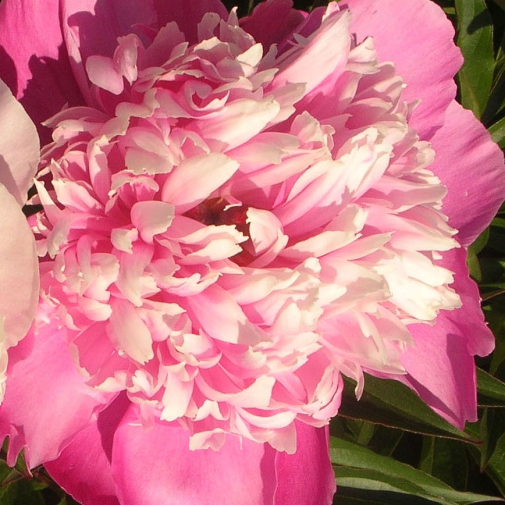 Pivoine lactiflora Edulis Superba