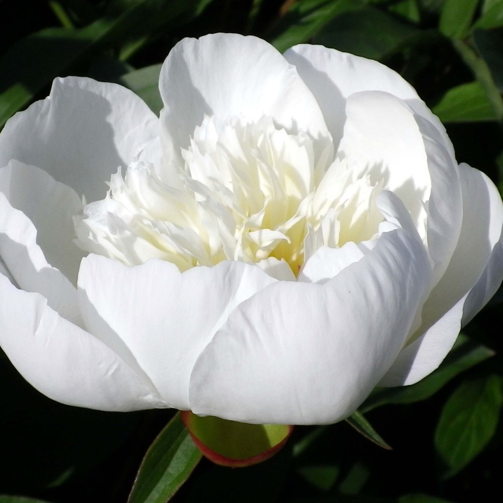 Paeonia lactiflora Immaculée - Edel-Pfingstrosen