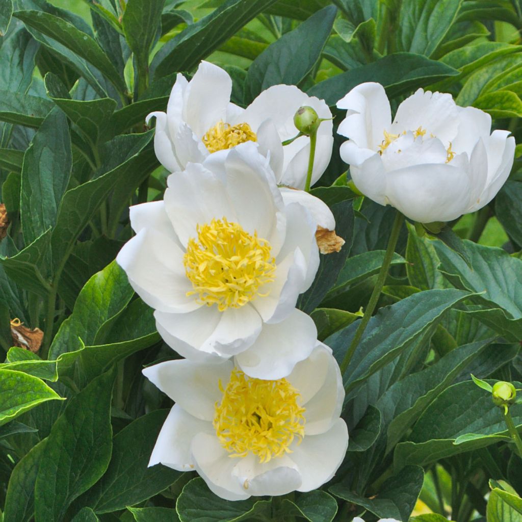 Paeonia lactiflora Jan van Leeuwen - Edel-Pfingstrosen