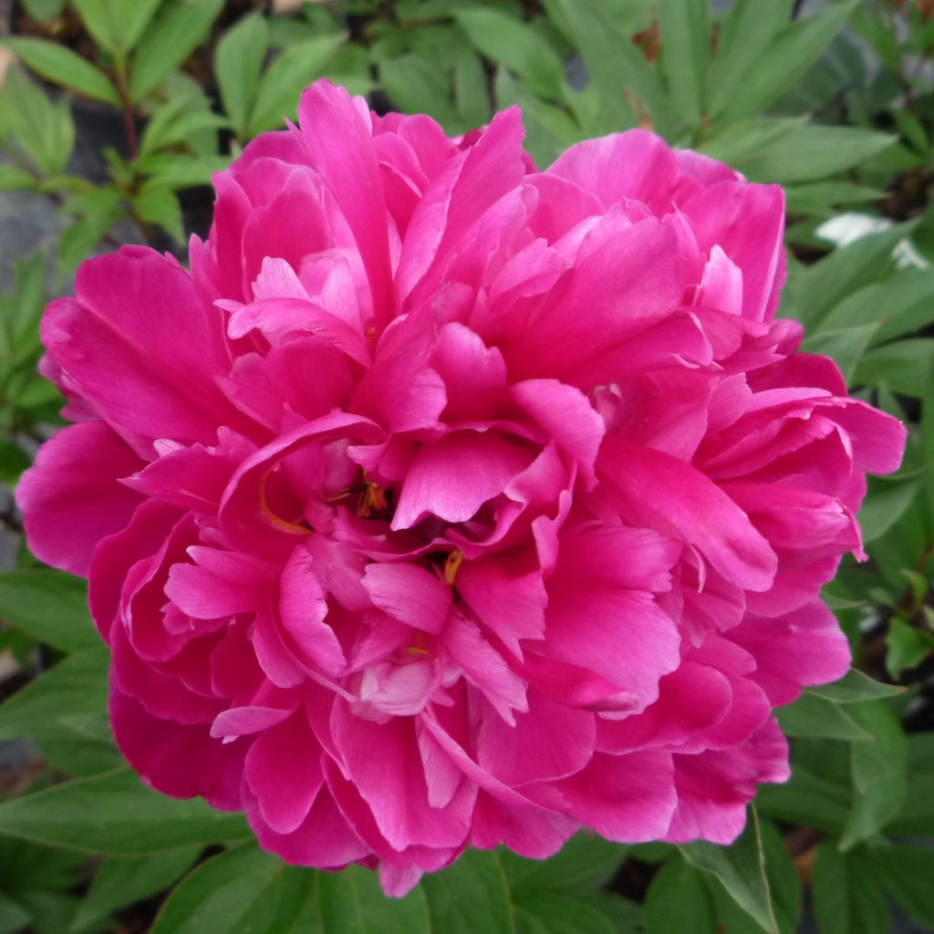 Paeonia lactiflora Karl Rosenfield - Edel-Pfingstrosen