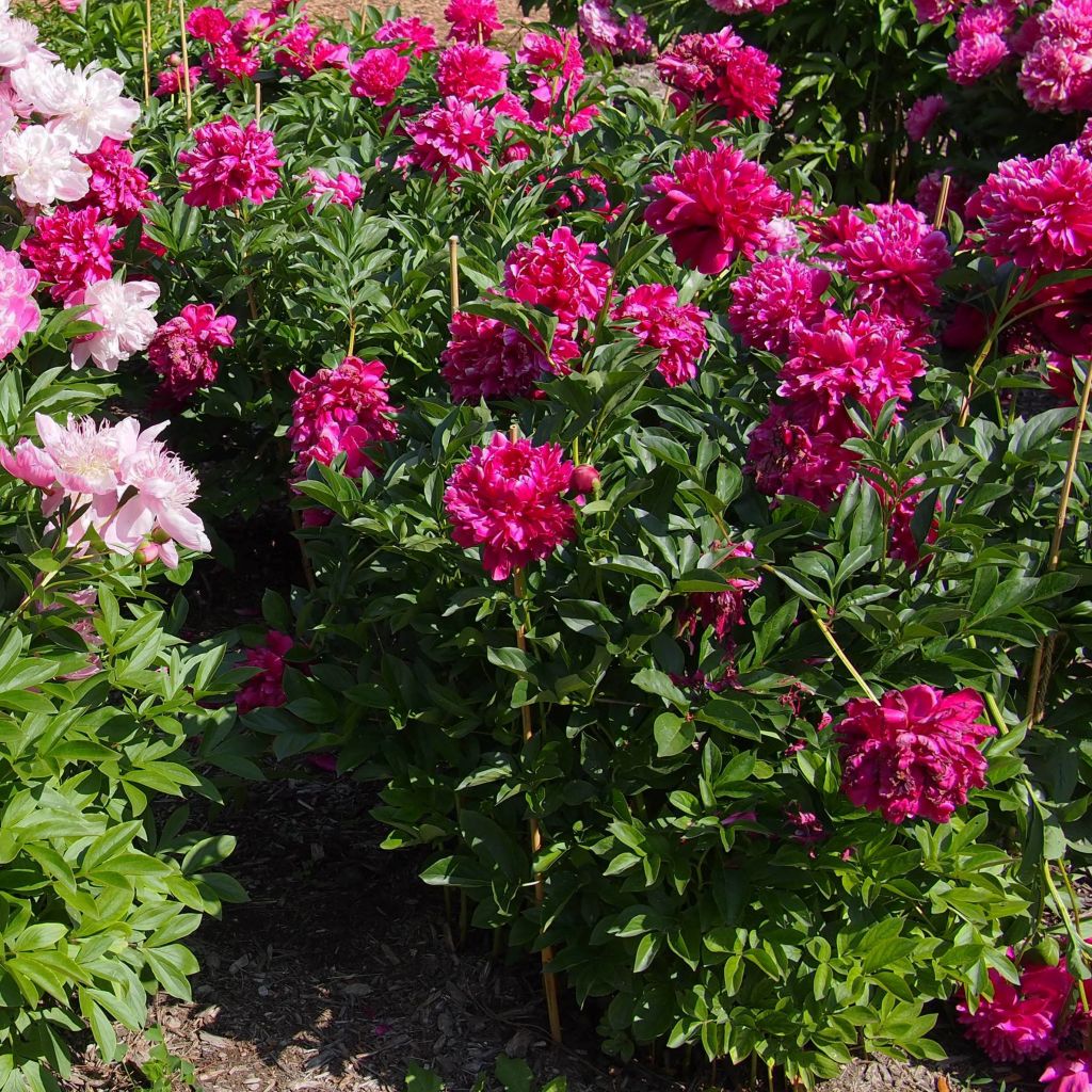 Paeonia lactiflora Karl Rosenfield - Edel-Pfingstrosen