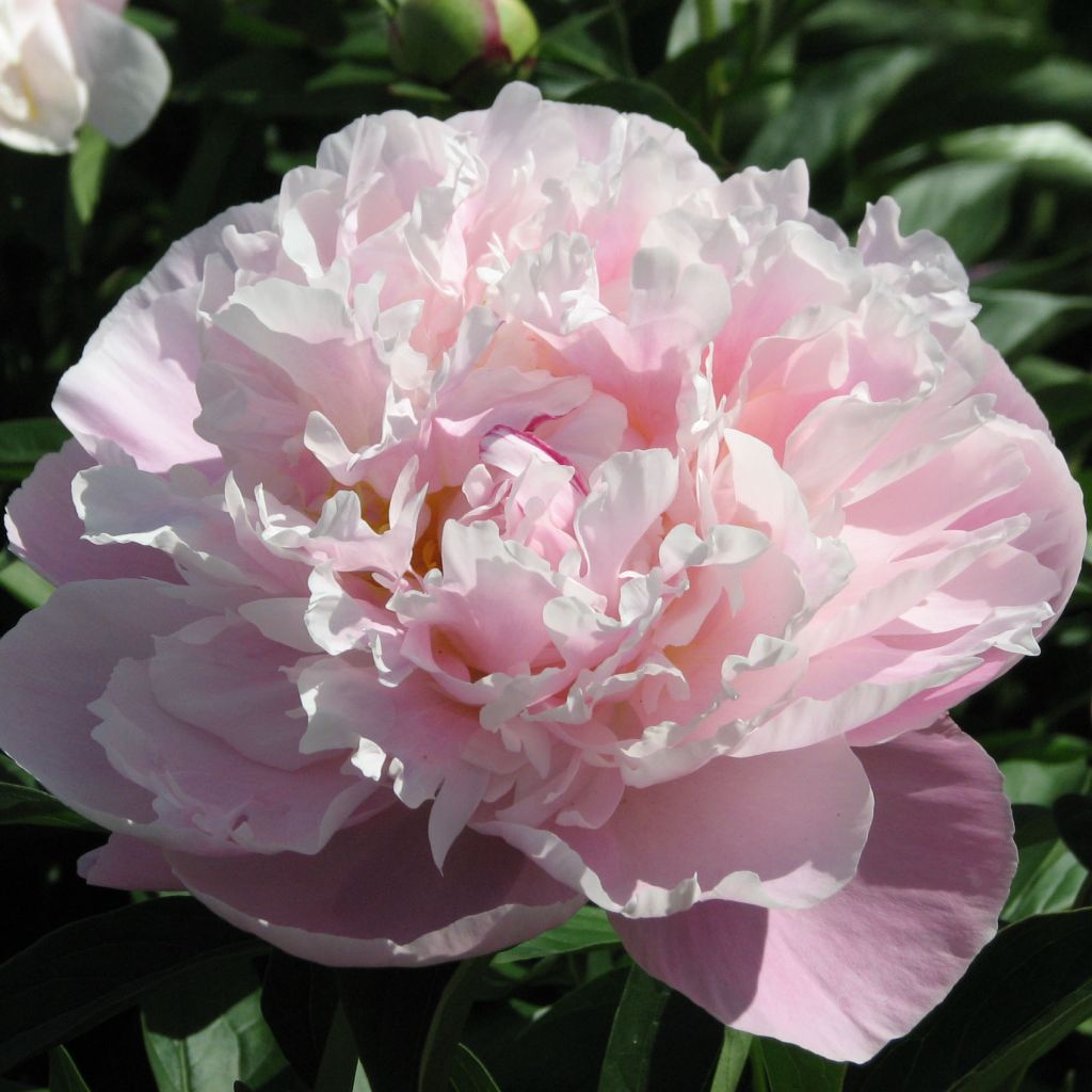 Paeonia lactiflora Lady Alexandra Duff - Edel-Pfingstrosen