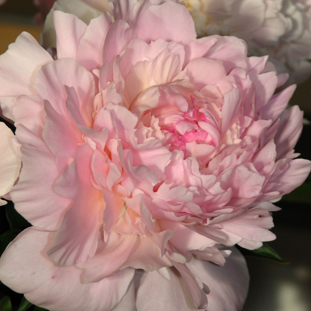 Paeonia lactiflora Madame Calot - Edel-Pfingstrosen