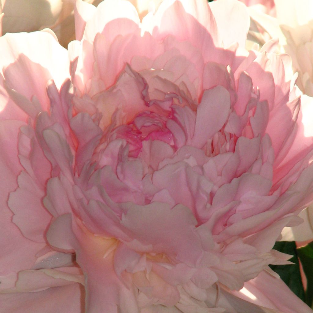 Paeonia lactiflora Madame Calot - Edel-Pfingstrosen