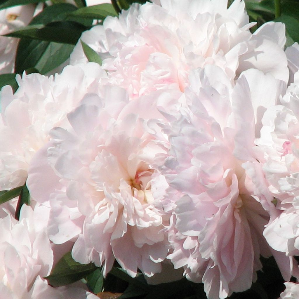 Paeonia lactiflora Madame Calot - Edel-Pfingstrosen