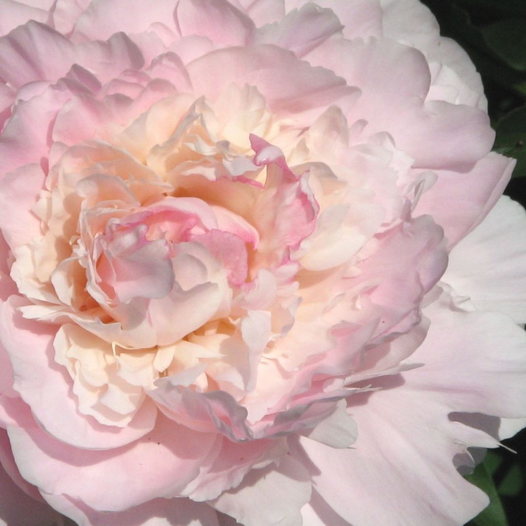 Paeonia lactiflora Madame Calot - Edel-Pfingstrosen