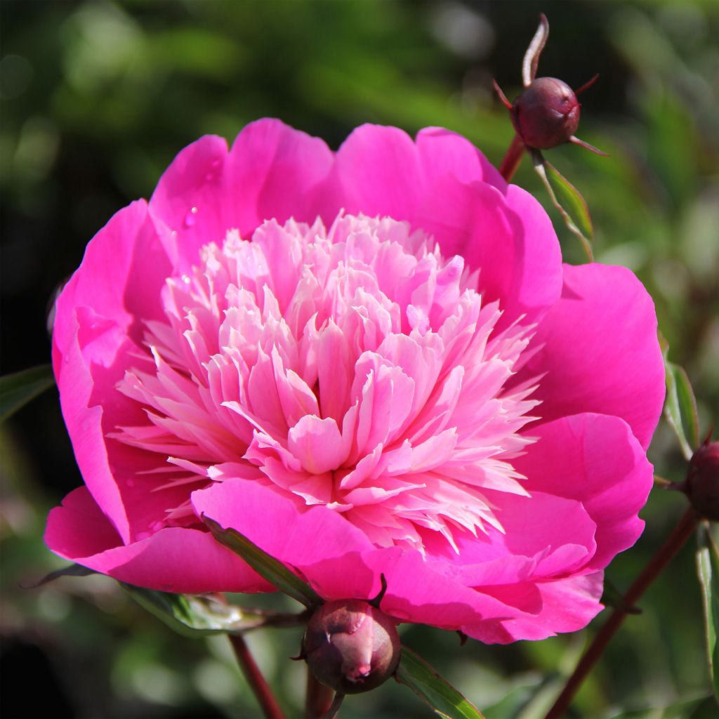 Paeonia lactiflora Madame Emile Debatène - Edel-Pfingstrosen