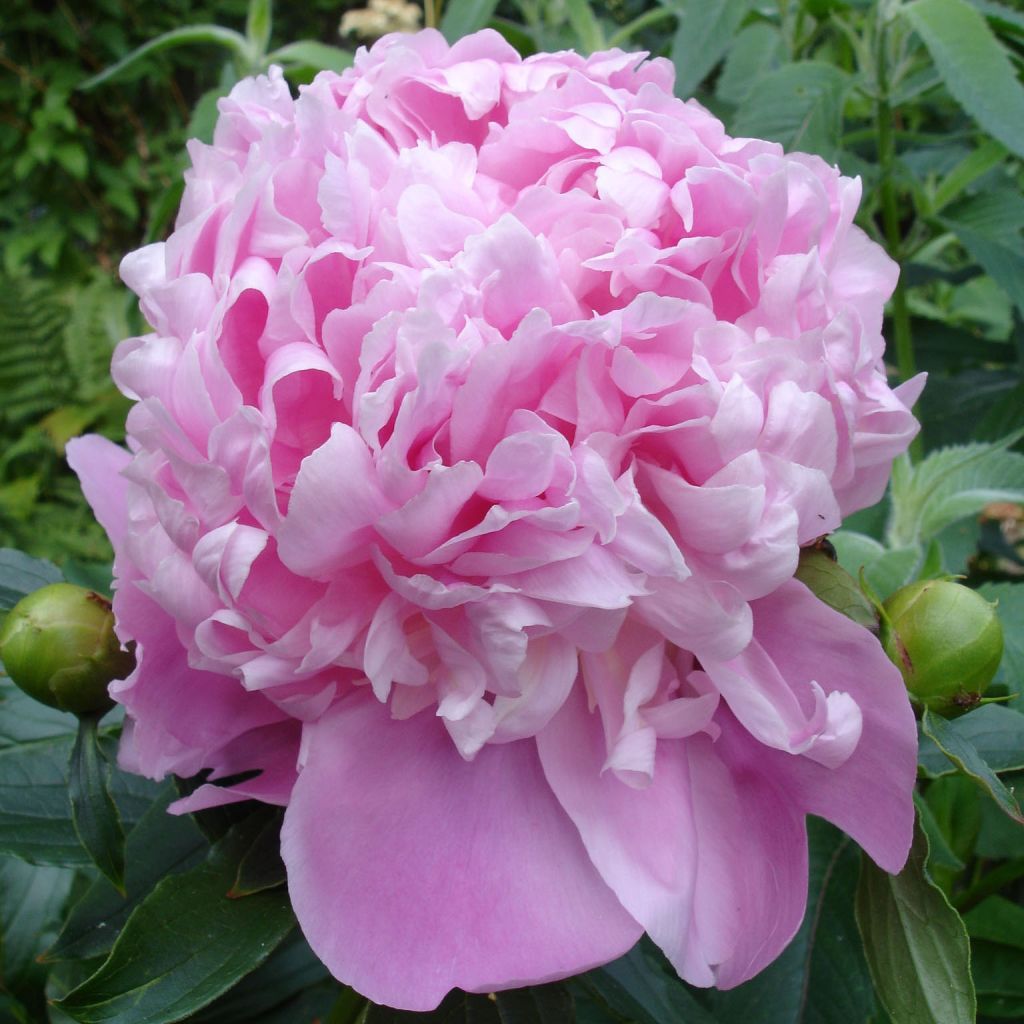 Paeonia lactiflora Monsieur Jules Elie - Edel-Pfingstrosen