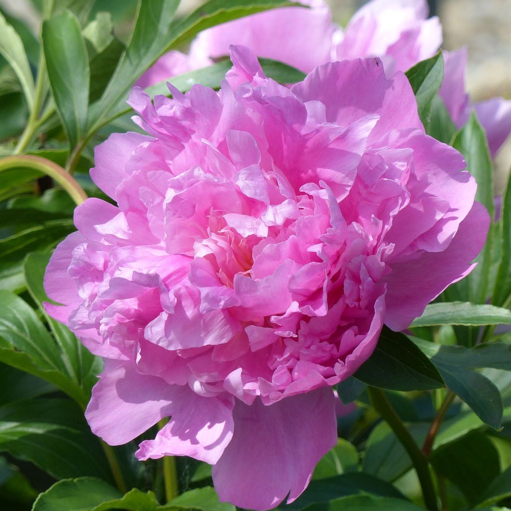 Paeonia lactiflora Monsieur Jules Elie - Edel-Pfingstrosen