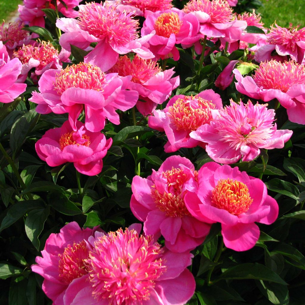 Paeonia lactiflora Neon - Edel-Pfingstrosen