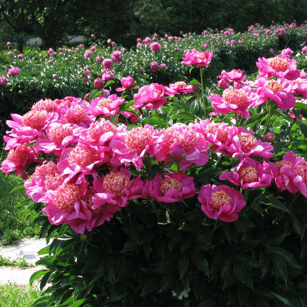 Paeonia lactiflora Neon - Edel-Pfingstrosen