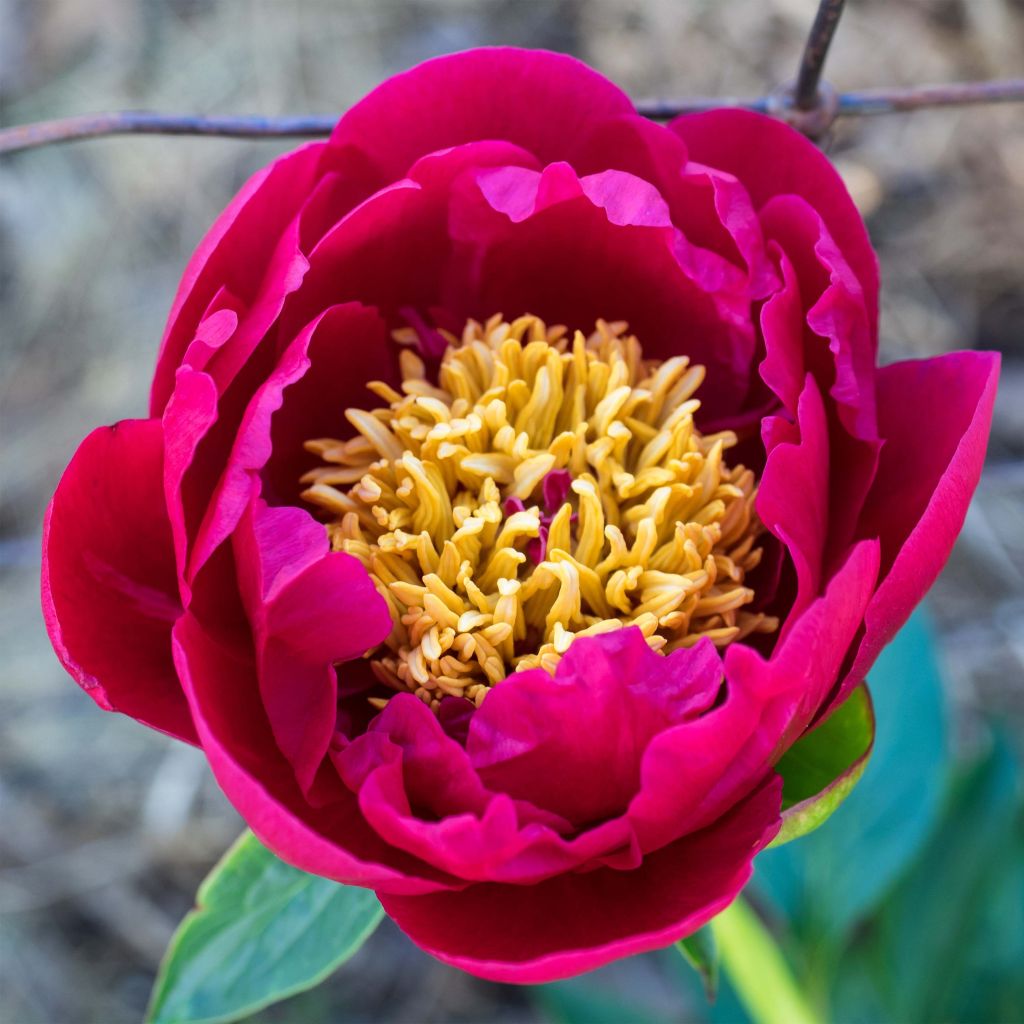 Paeonia lactiflora Nippon Beauty - Edel-Pfingstrosen