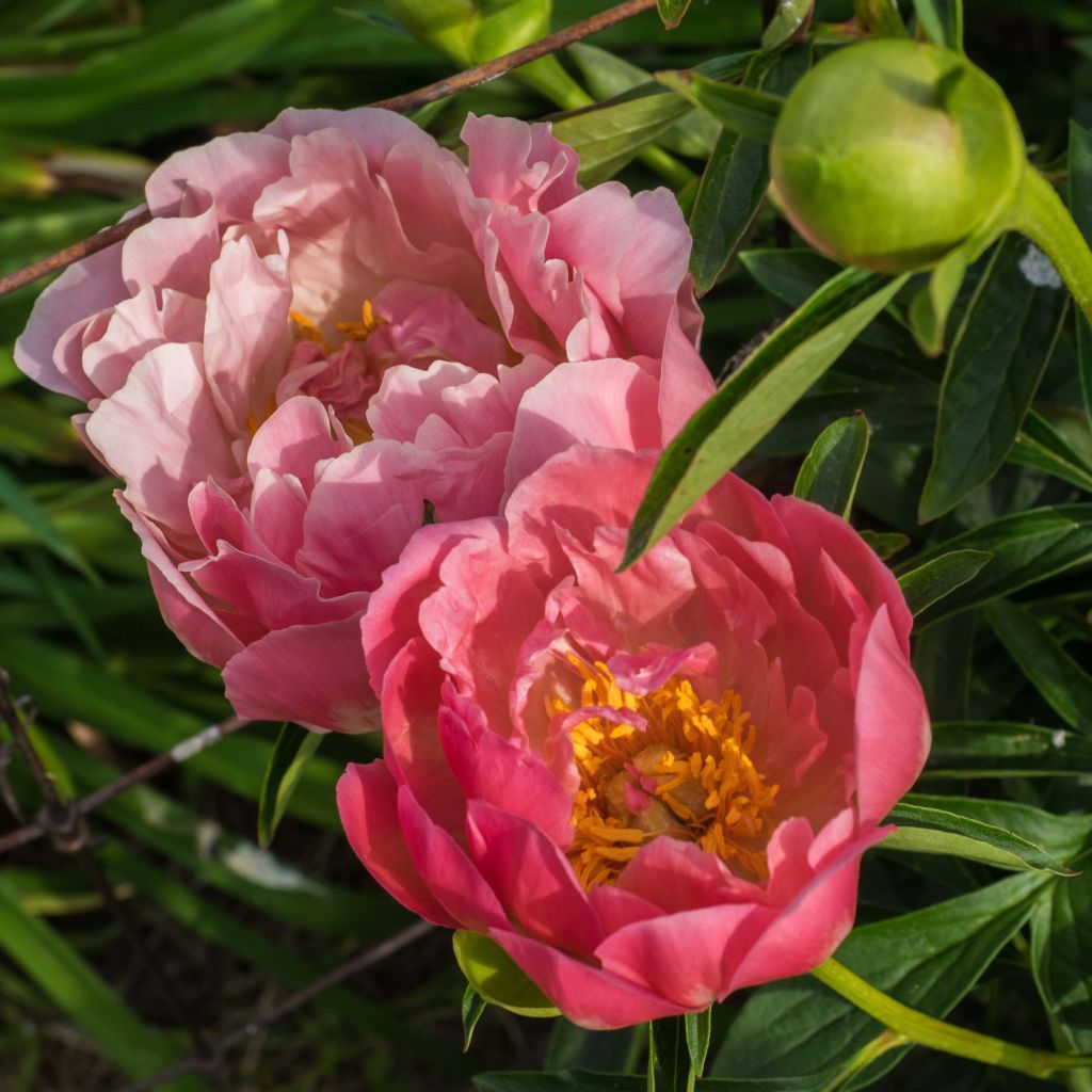 Paeonia lactiflora Pink Hawaiian Coral - Edel-Pfingstrosen